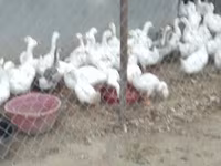 Geese — foto 2