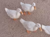 Ducks — عکس 6