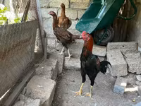 Chickens — عکس 4