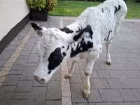 Ko, Russian Black pied cattle — foto 1