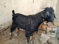 Теке, Nubian Goat — 1-сурет