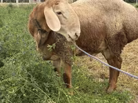 قوچ, Rhon sheep — عکس 2