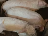 Babi (batch, jenis kelamin tidak disebutkan), Pigs — foto 2