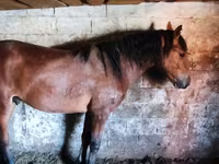 اسب (گروه، جنسیت مشخص نشده), Horse breed — عکس 4