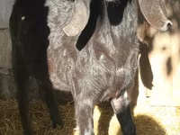 แพะตัวผู้, Kamori goats — รูปภาพ 1