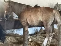 Cavallo, Cavalli — foto 3
