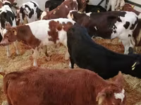 Rundvee (partij, geslacht niet gespecificeerd), Simmental cattle — foto 2