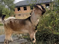 Koza, Beetal goats — foto 2