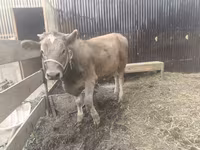 Krava, Swiss cattle — foto 2