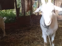 Kambing betina, Saanen goat — foto 1