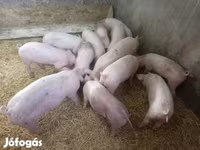Scrofa, Крупная белая — foto 3