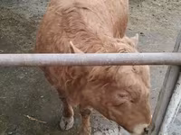 ষাঁড়, Simmental cattle — ছবি 4