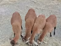 Қошқар, Cameroon sheep — 2-сурет