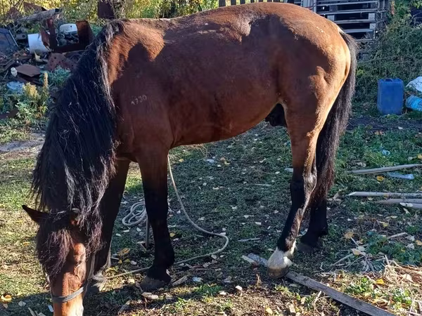 Kuda jantan, Kazakh horse