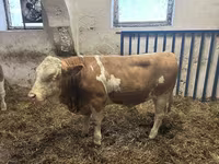 گاو نر, Simmental cattle — عکس 2