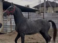 اسب نر, Orlov Trotter — عکس 2