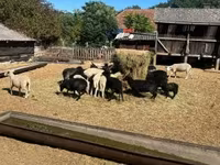 قوچ, Merino sheep — عکس 2