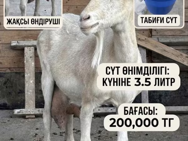 بکری, Saanen goat