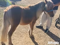 اسب نر, Shetland Pony — عکس 1