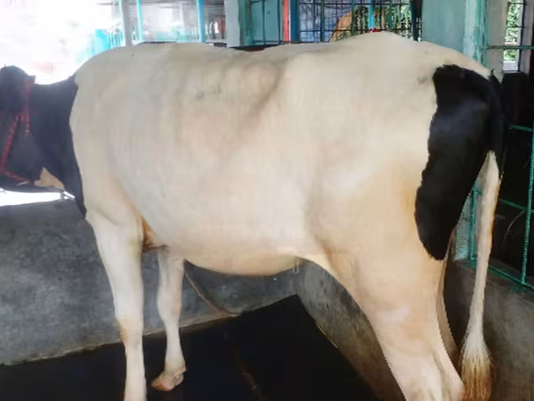 Lembu betina, Cattle