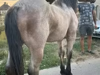 At, Hungarian horse breed — foto 2
