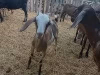 Kambing betina, Nubian Goat — foto 4