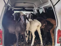 Sheep, Sheep — photo 3