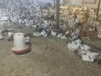 Chickens — sawirka 2