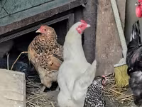 Chickens — ảnh 8