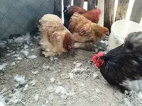 Chickens — عکس 1