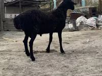 ვერძი, Hissar sheep — ფოტო 1