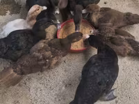 Chickens — foto 3