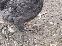Australian Pit Game fowl — photo 8