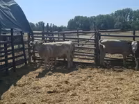 Lembu jantan, Simmental cattle — foto 2