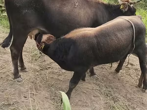 گاو ماده, گاو