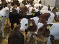 Skot (série, pohlaví neuvedeno), Simmental cattle — foto 1