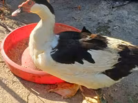 Domestic Muscovy — foto 3