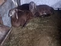 Montone, Arashan sheep — foto 5