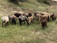 Sheep, Sheep — photo 3