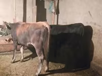 ወንድ በሬ, Cattle — ፎቶ 1