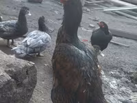 Chickens — ảnh 2