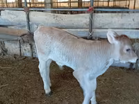 گاو نر, Swiss cattle — عکس 1