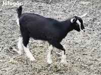 بز نر, بز — عکس 1