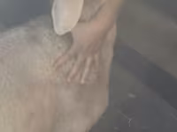 Kos, Arashan sheep — 5. fotó