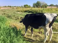 Býk, Russian Black pied cattle — foto 3