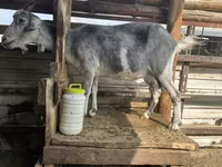 Koza, Alpine goat — foto 1