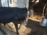 Toro, Bovini — foto 1