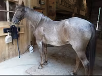 حصان, Palomino — الصورة 2