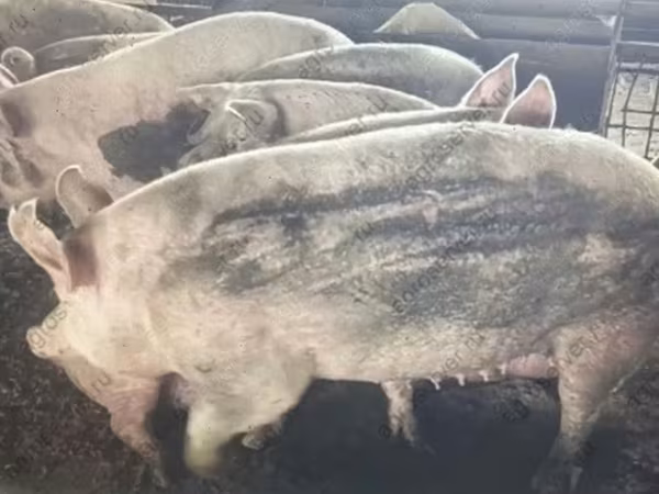 Säue, Schweine — Russland