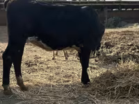 گاو ماده, Swiss cattle — عکس 5